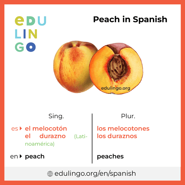 Peach in Spanish vocabulary picture with singular and plural for download and printing