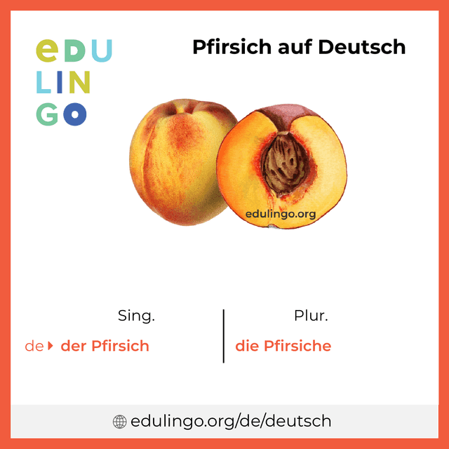 Pfirsich auf Deutsch Vokabelbild mit Singular und Plural zum Herunterladen und Ausdrucken