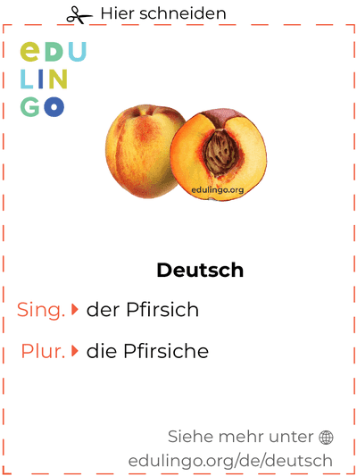 Pfirsich auf Deutsch Vokabelkartei zum Ausdrucken, Üben und Lernen