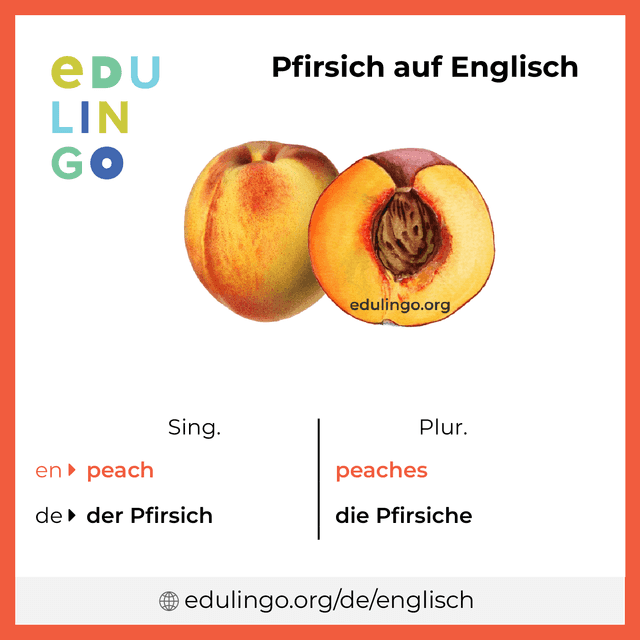 Pfirsich auf Englisch Vokabelbild mit Singular und Plural zum Herunterladen und Ausdrucken