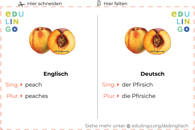Pfirsich auf Englisch Vokabelkartei zum Ausdrucken, Üben und Lernen