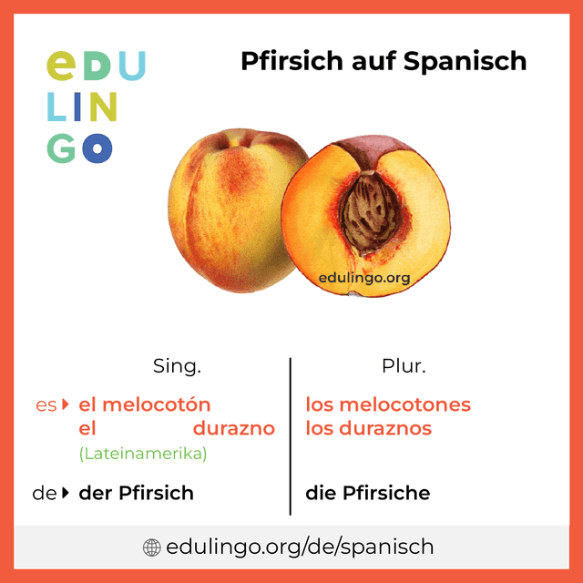 Pfirsich auf Spanisch Vokabelbild mit Singular und Plural zum Herunterladen und Ausdrucken
