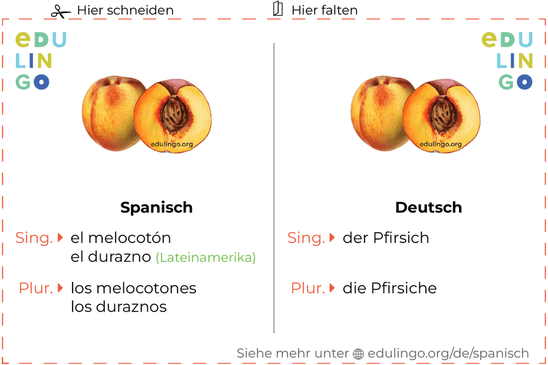 Pfirsich auf Spanisch Vokabelkartei zum Ausdrucken, Üben und Lernen