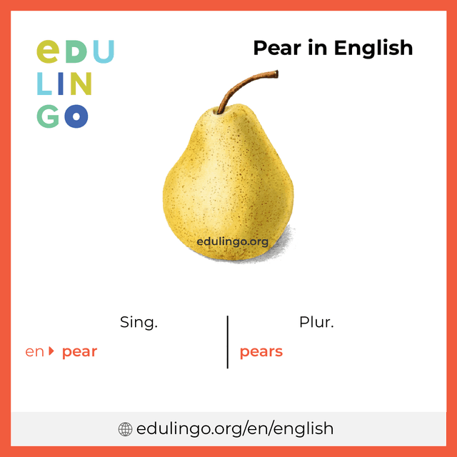 Pear in English vocabulary picture with singular and plural for download and printing