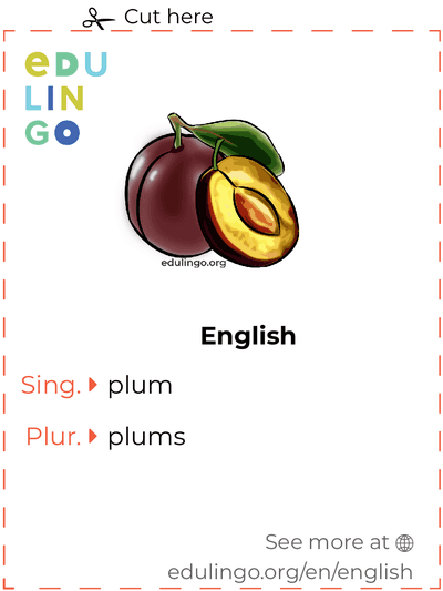 Plum in English vocabulary flashcard for printing, practicing and learning
