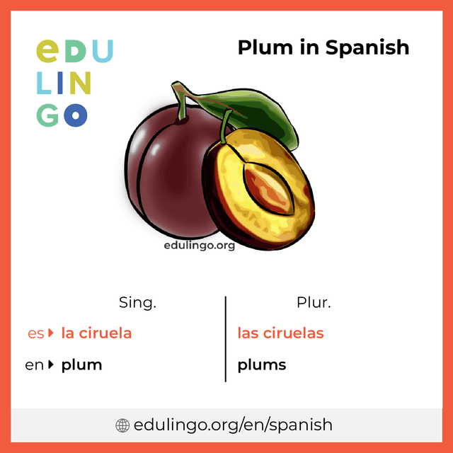 Plum in Spanish vocabulary picture with singular and plural for download and printing