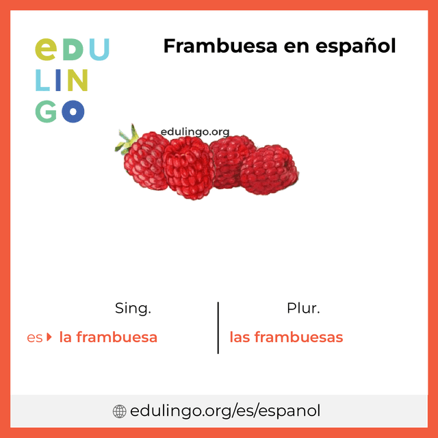 Imagen de vocabulario Frambuesa en español con singular y plural para descargar e imprimir