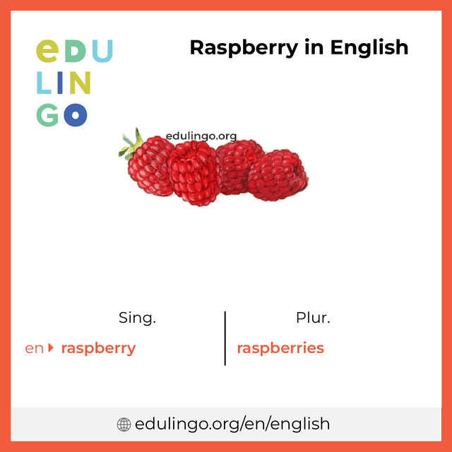 Raspberry in English vocabulary picture with singular and plural for download and printing