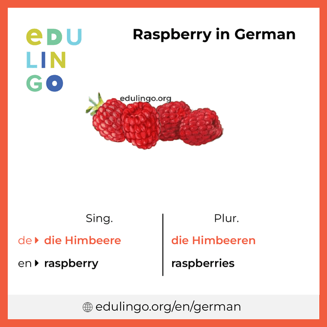 Raspberry in German vocabulary picture with singular and plural for download and printing