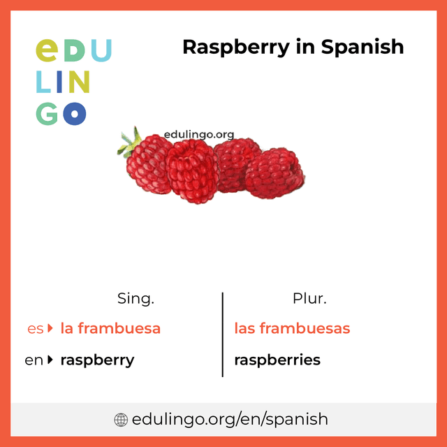 Raspberry in Spanish vocabulary picture with singular and plural for download and printing