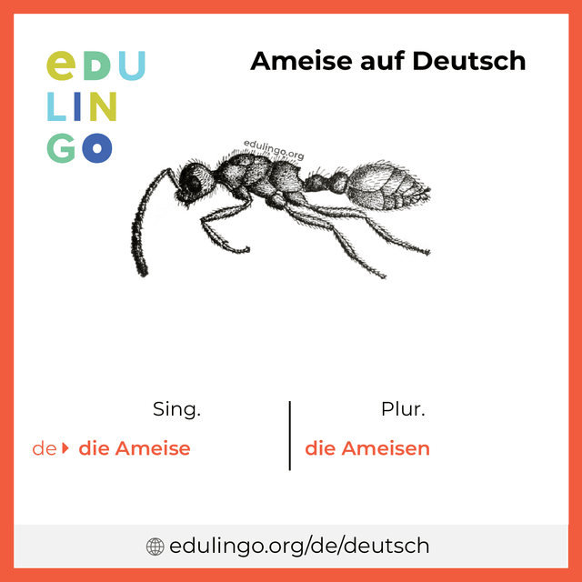 Ameise auf Deutsch Vokabelbild mit Singular und Plural zum Herunterladen und Ausdrucken