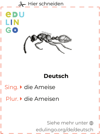 Ameise auf Deutsch Vokabelkartei zum Ausdrucken, Üben und Lernen
