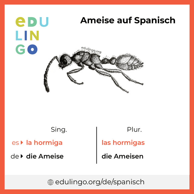 Ameise auf Spanisch Vokabelbild mit Singular und Plural zum Herunterladen und Ausdrucken