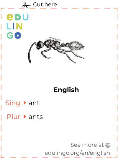 Ant in English vocabulary flashcard for printing, practicing and learning