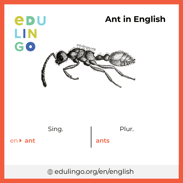 Ant in English vocabulary picture with singular and plural for download and printing