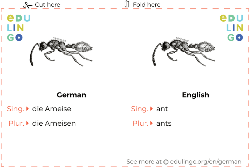 Ant in German vocabulary flashcard for printing, practicing and learning