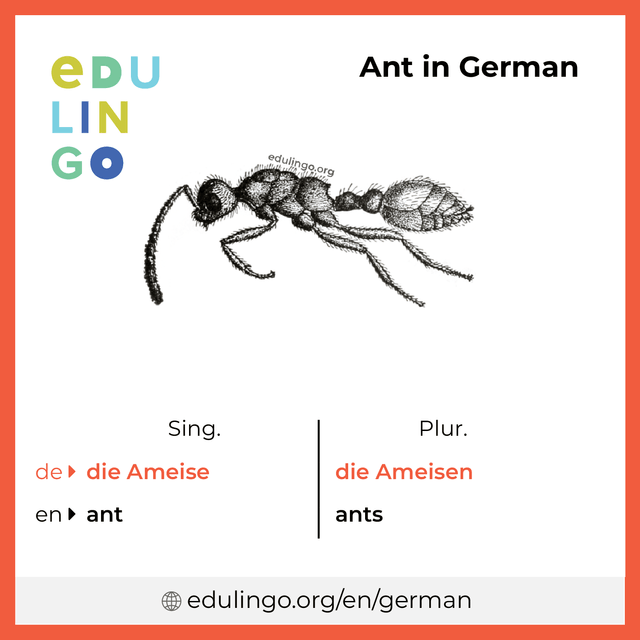 Ant in German vocabulary picture with singular and plural for download and printing
