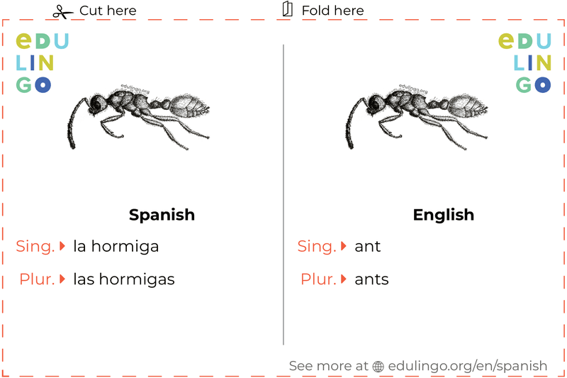Ant in Spanish vocabulary flashcard for printing, practicing and learning