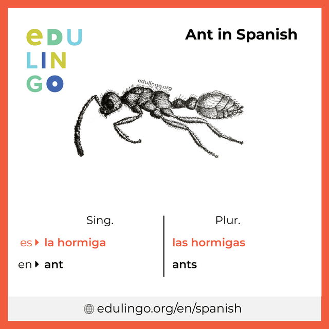 Ant in Spanish vocabulary picture with singular and plural for download and printing