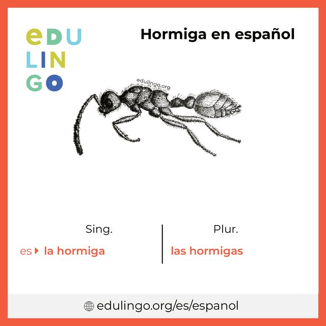 Imagen de vocabulario Hormiga en español con singular y plural para descargar e imprimir