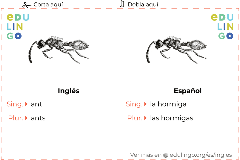 Ficha de Vocabulario Hormiga en inglés para imprimir, practicar y aprender
