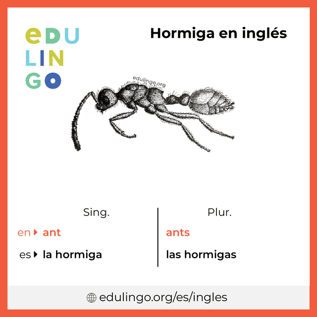 Imagen de vocabulario Hormiga en inglés con singular y plural para descargar e imprimir