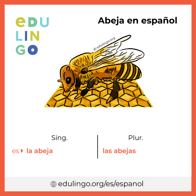 Imagen de vocabulario Abeja en español con singular y plural para descargar e imprimir