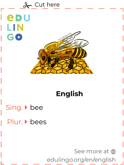 Bee in English vocabulary flashcard for printing, practicing and learning