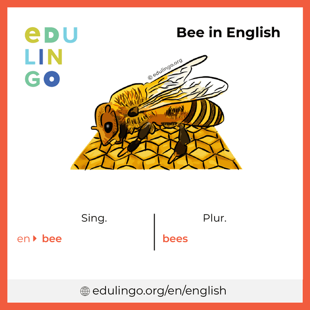 Bee in English vocabulary picture with singular and plural for download and printing