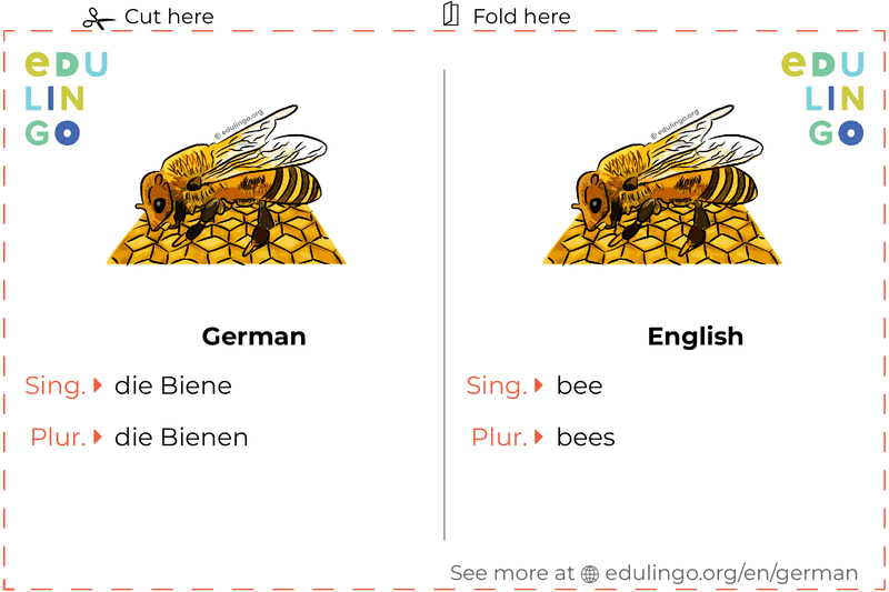 Bee in German vocabulary flashcard for printing, practicing and learning