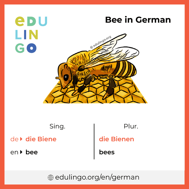 Bee in German vocabulary picture with singular and plural for download and printing