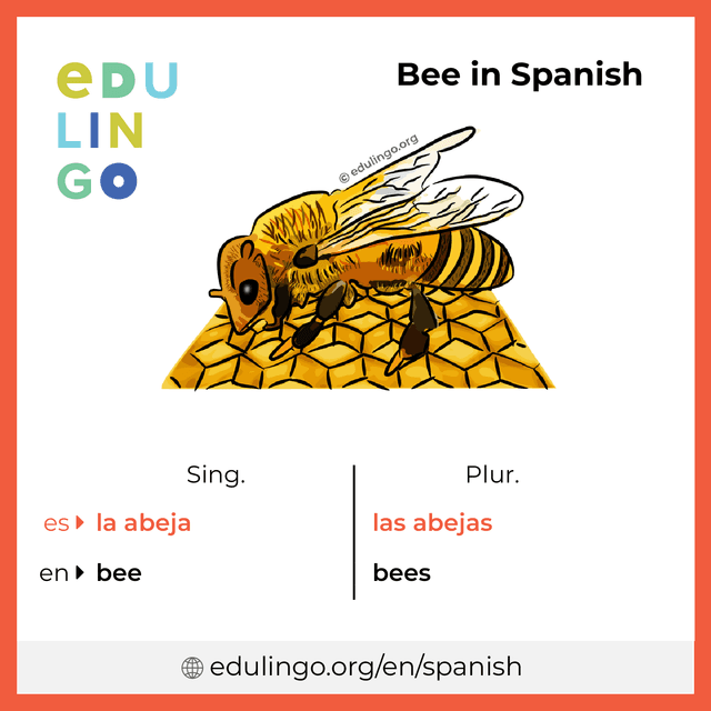 Bee in Spanish vocabulary picture with singular and plural for download and printing