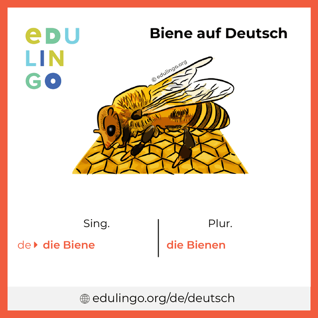 Biene auf Deutsch Vokabelbild mit Singular und Plural zum Herunterladen und Ausdrucken