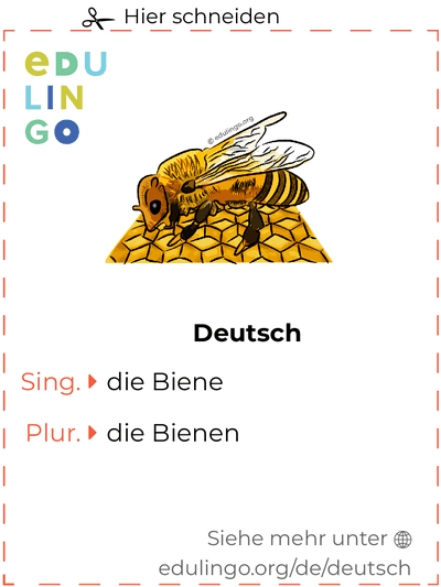 Biene auf Deutsch Vokabelkartei zum Ausdrucken, Üben und Lernen