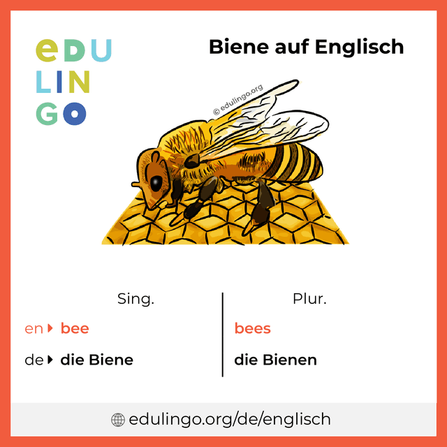 Biene auf Englisch Vokabelbild mit Singular und Plural zum Herunterladen und Ausdrucken