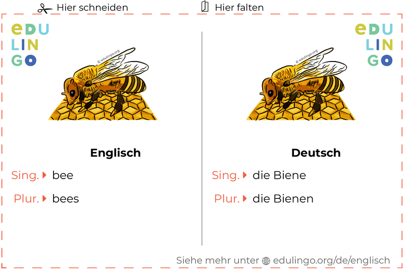 Biene auf Englisch Vokabelkartei zum Ausdrucken, Üben und Lernen
