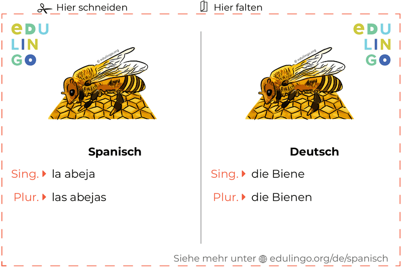 Biene auf Spanisch Vokabelkartei zum Ausdrucken, Üben und Lernen