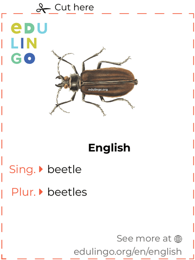 Beetle in English vocabulary flashcard for printing, practicing and learning