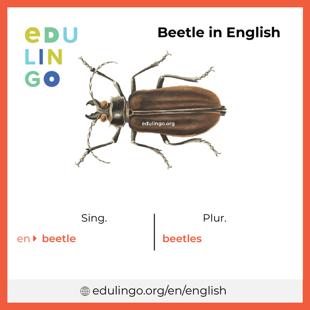 Beetle in English vocabulary picture with singular and plural for download and printing