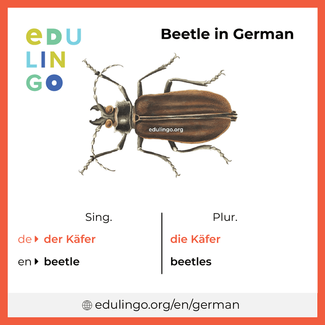 Beetle in German vocabulary picture with singular and plural for download and printing