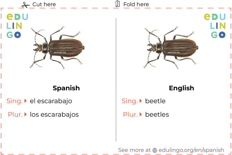 Beetle in Spanish vocabulary flashcard for printing, practicing and learning