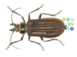 Thumbnail: Beetle in Spanish