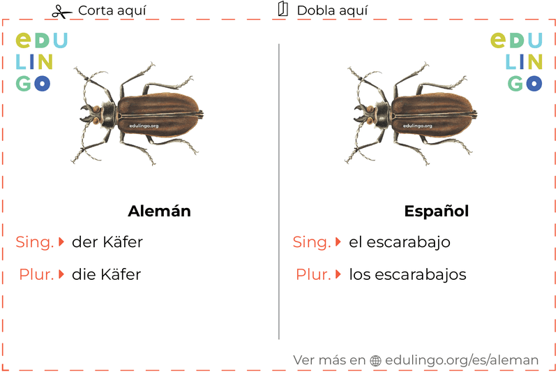 Ficha de Vocabulario Escarabajo en alemán para imprimir, practicar y aprender