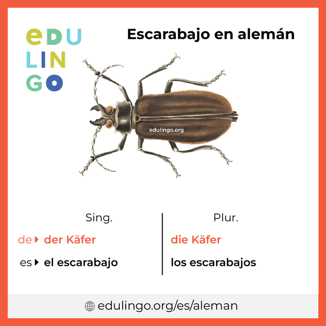 Imagen de vocabulario Escarabajo en alemán con singular y plural para descargar e imprimir
