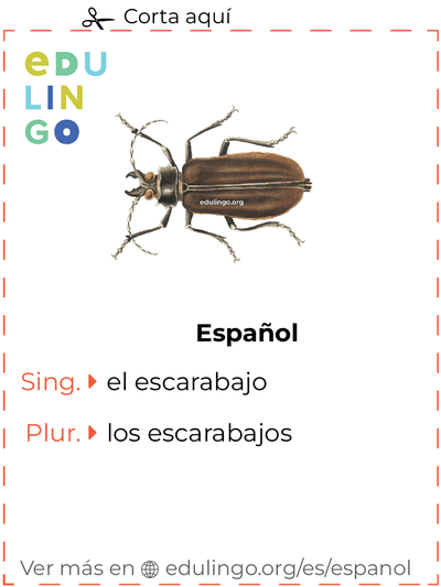 Ficha de Vocabulario Escarabajo en español para imprimir, practicar y aprender