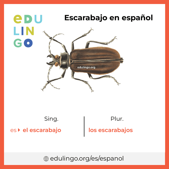 Imagen de vocabulario Escarabajo en español con singular y plural para descargar e imprimir