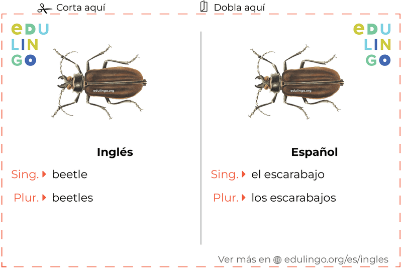 Ficha de Vocabulario Escarabajo en inglés para imprimir, practicar y aprender