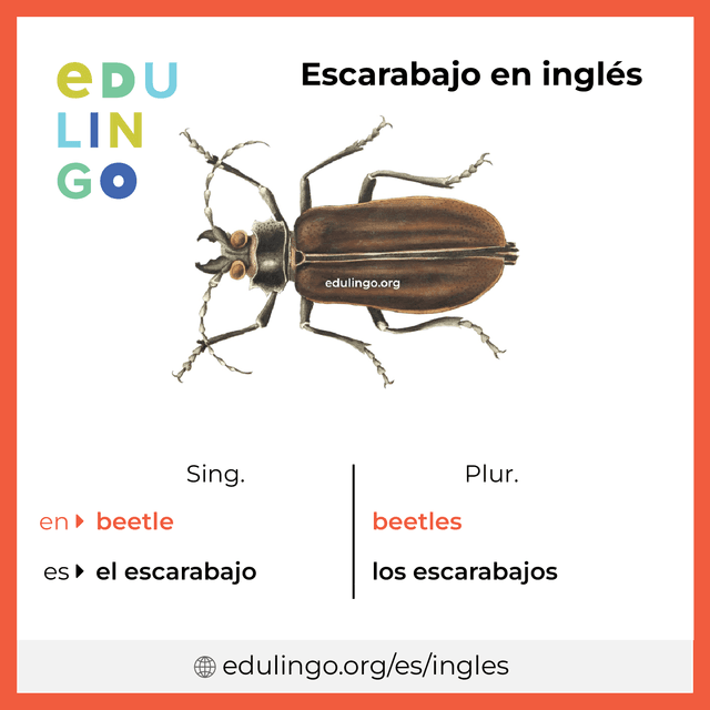 Imagen de vocabulario Escarabajo en inglés con singular y plural para descargar e imprimir