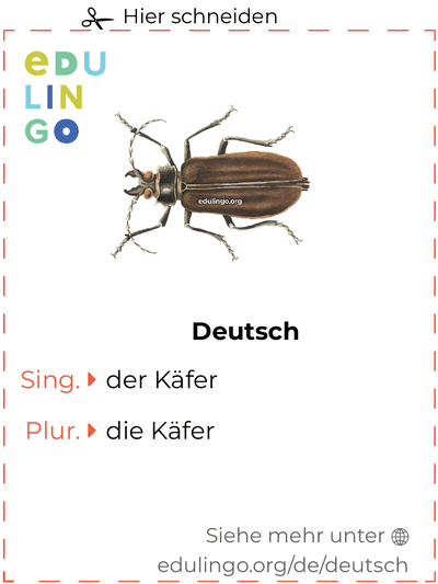 Käfer auf Deutsch Vokabelkartei zum Ausdrucken, Üben und Lernen