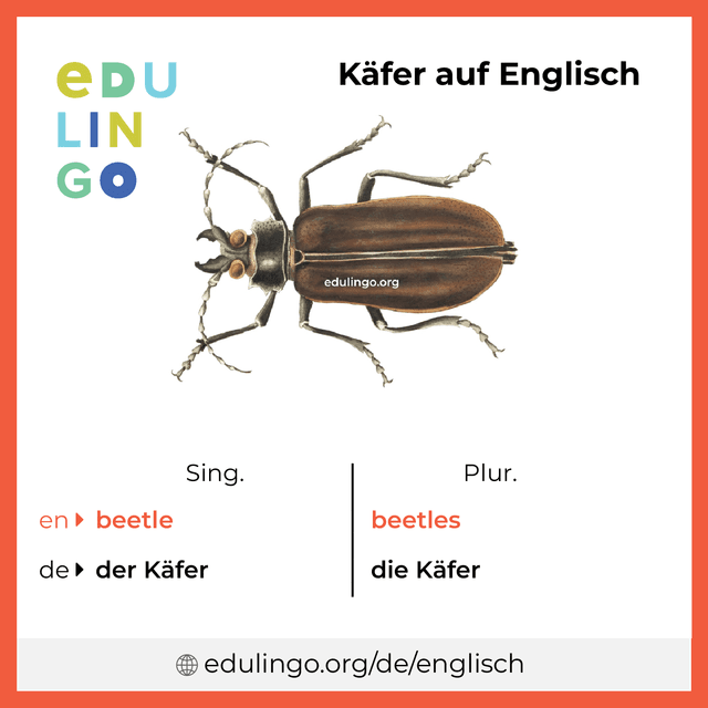 Käfer auf Englisch Vokabelbild mit Singular und Plural zum Herunterladen und Ausdrucken